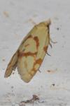 Agapeta hamana