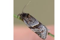 Philedonides lunana