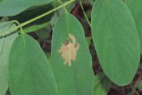 Parectopa robiniella