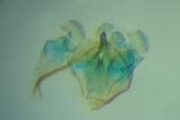 Opostega spatulella