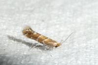 Cameraria ohridella