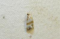 Phalonidia contractana