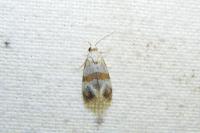 Phalonidia contractana