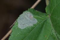 Phyllonorycter coryli