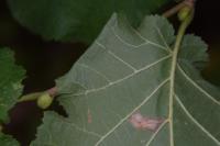 Parornix devoniella