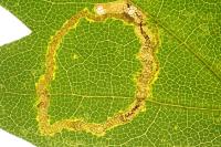 Stigmella aceris