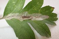 Phyllonorycter leucographella