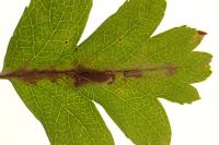 Phyllonorycter leucographella