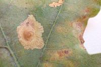 Tischeria decidua