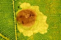Tischeria decidua