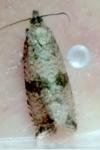 Celypha striana