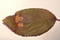 Stigmella plagicolella