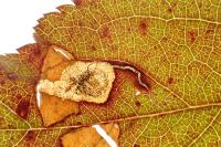 Stigmella plagicolella