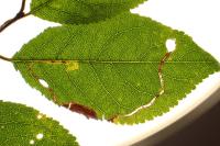 Lyonetia clerkella