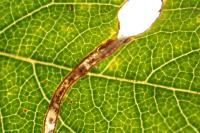 Lyonetia clerkella
