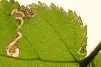 Stigmella floslactella