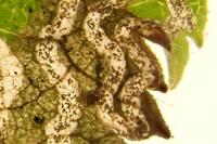 Stigmella floslactella