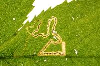 Stigmella aurella