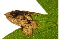 Ectoedemia atricollis