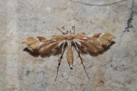 Cnaemidophorus rhododactylus