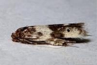 Enolmis acanthella