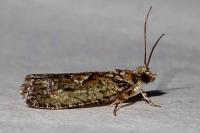 Zeiraphera isertana