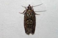 Zeiraphera isertana