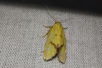 Agapeta hamana