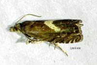 Dichrorampha petiverella