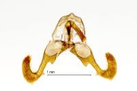 Dichrorampha petiverella
