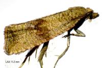 Celypha striana