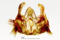 Celypha striana