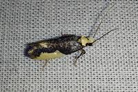 Monopis monachella