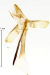 Monopis monachella