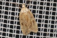 Agonopterix