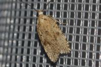 Agonopterix assimilella