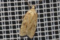 Agonopterix assimilella