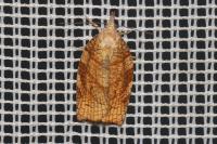 Pandemis corylana