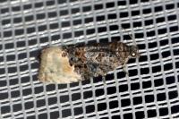 Apotomis betuletana