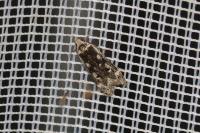 Anacampsis blattariella/populella