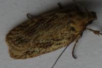 Depressaria daucella