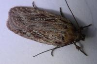 Depressaria daucella