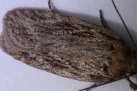 Depressaria daucella
