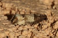Notocelia incarnatana
