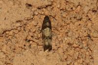 Notocelia incarnatana