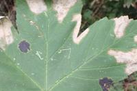 Stigmella speciosa