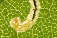Stigmella speciosa