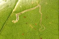 Stigmella speciosa