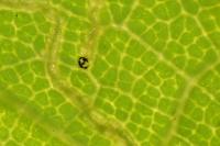 Stigmella speciosa