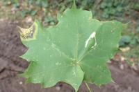 Phyllonorycter joannisi